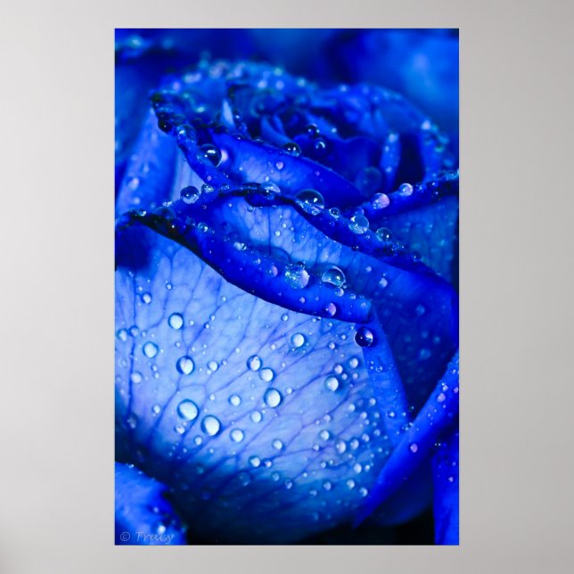 Blue Ice Rose Poster (Vorne)