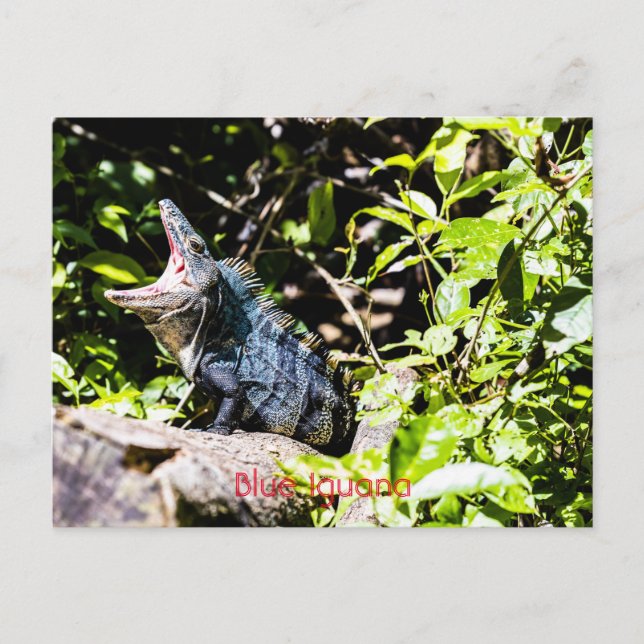 Blue Iguana Postkarte (Vorderseite)