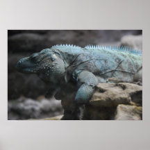 Blue Iguana Print