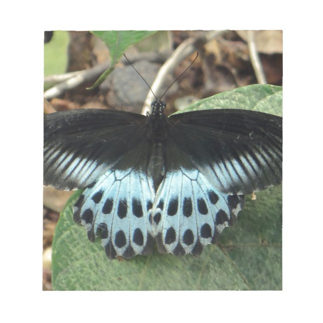 Blue Iridescent Mormon Butterfly Notizblock (Vorderseite)