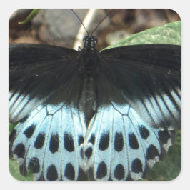 Blue Iridescent Mormon Butterfly Quadratischer Aufkleber