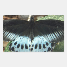 Blue Iridescent Mormon Butterfly Rechteckiger Aufkleber