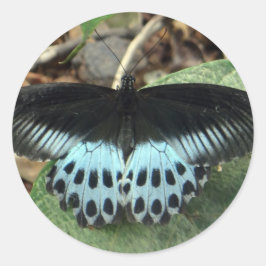 Blue Iridescent Mormon Butterfly Runder Aufkleber