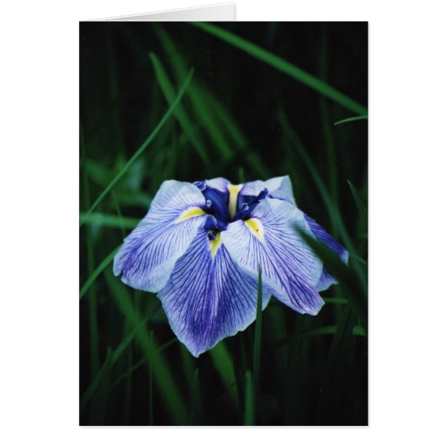 Blue Iris (Vorne)