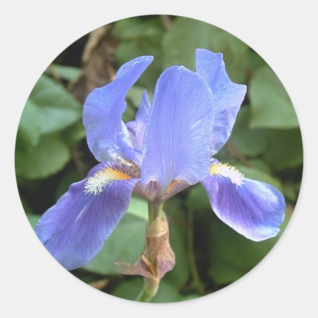 Blue Iris 3 Runder Aufkleber (Vorderseite)