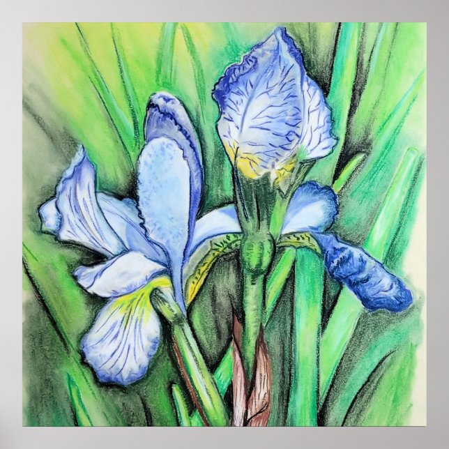 Blue Iris Blume Originale Kunst Zeichnend Blumenst Poster (Vorne)
