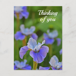 Blue Iris Blume Portrait Denken Sie an Sie Postkar Postkarte