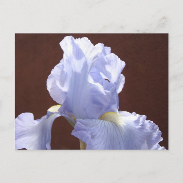 Blue Iris Blume Postkarten Irische Blume Text hinz (Vorderseite)