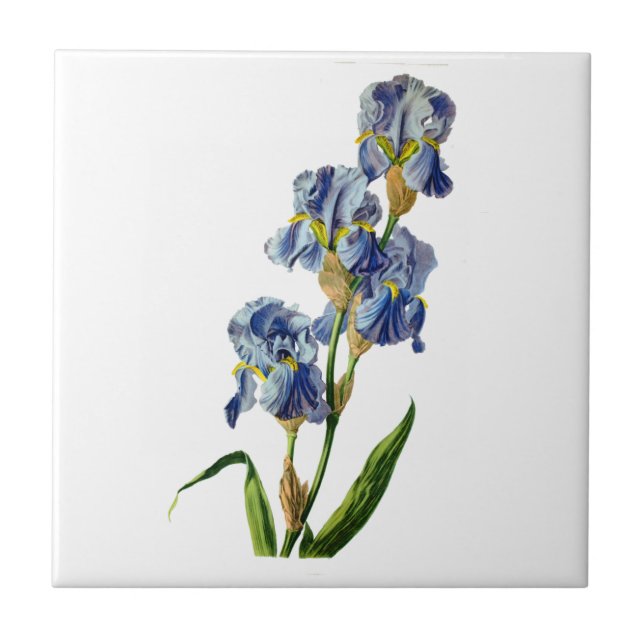 Blue Iris Gezeichnet von Gerard van Spaendon aus d Fliese (Vorderseite)