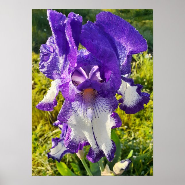 Blue Iris Irish White Blumenblume Garden Poster (Vorne)