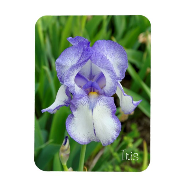 Blue Iris Magnet (Vertikal)
