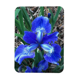 Blue Iris Magnet