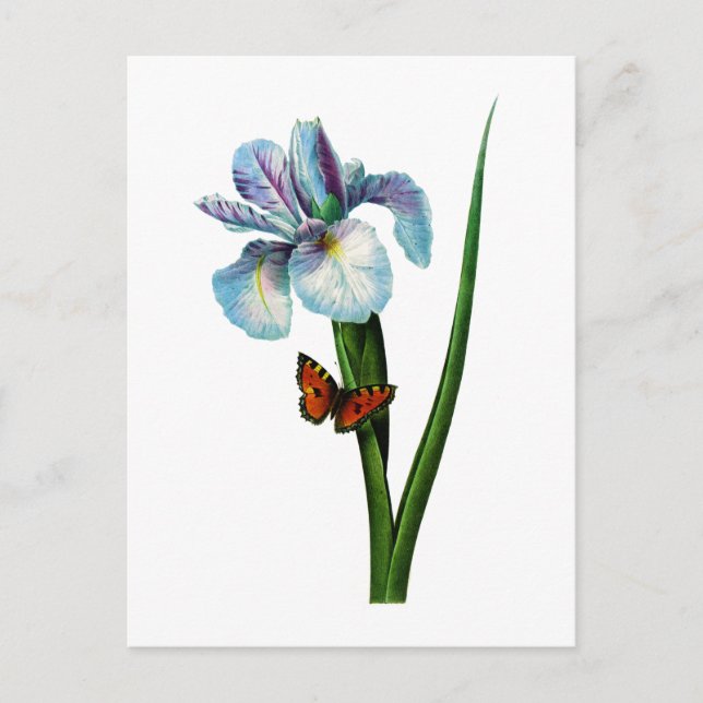 Blue Iris mit Butterfly von Redoute Postkarte (Vorderseite)