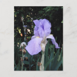 Blue Iris Postkarte