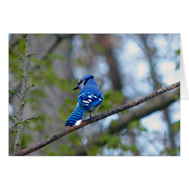 Blue Jay (Devant horizontal)