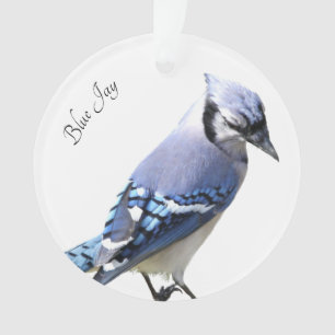Blue Jay