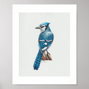 Blue Jay Art Print Poster