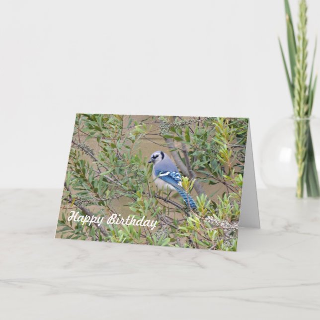 Blue Jay auf der Southern Wax Myrtle Birthday Card Karte (Vorderseite)