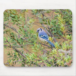 Blue Jay auf Wax Myrtle Mousepad