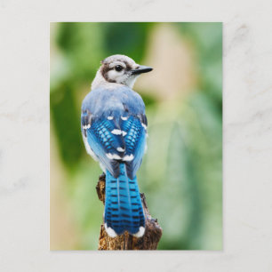 Blue Jay avec gros plan de plumes Carte postale ph
