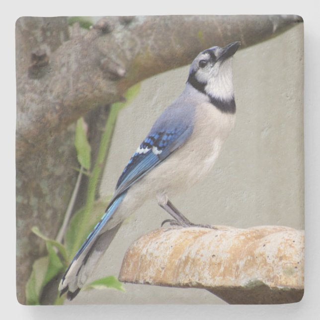 Blue Jay - Backyard Bird Series -    Untersetzer (Vorderseite)