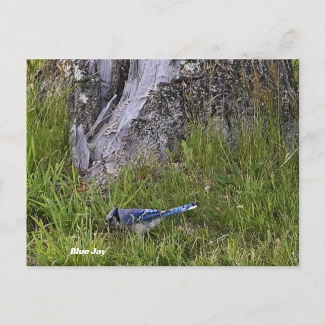 Blue Jay Bird Foto Postcard Postkarte (Vorderseite)