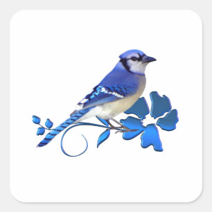 Blue Jay Bird Quadratischer Aufkleber