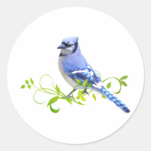 Blue Jay Bird Runder Aufkleber