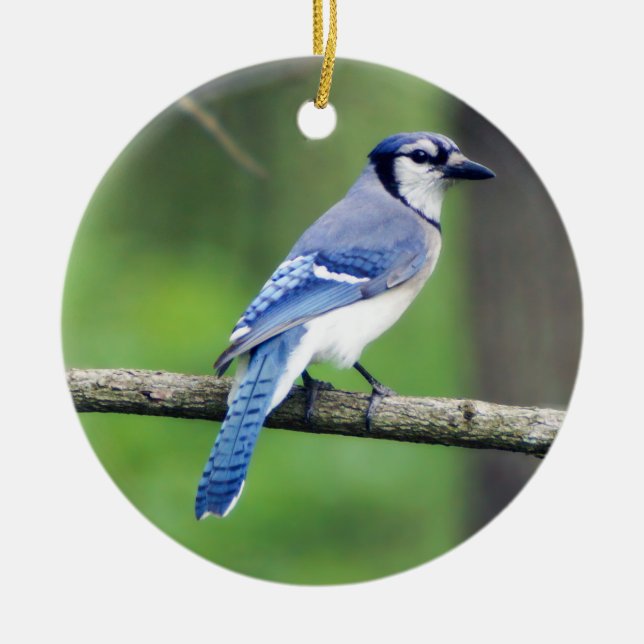 Blue Jay Christmas Ornament (Vorne)