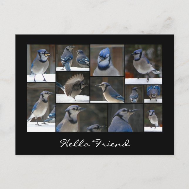 Blue Jay Collage Postcard Postkarte (Vorderseite)