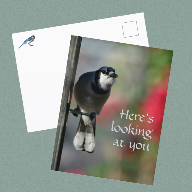 Blue Jay Curious Gaze Photographic Postkarte (Von Creator hochgeladen)
