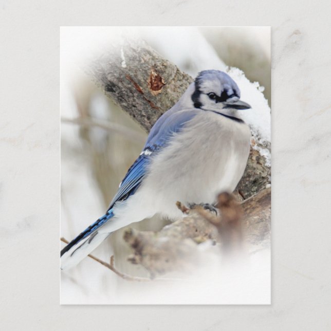 Blue Jay Cyanocitta cristata Postkarte (Vorderseite)