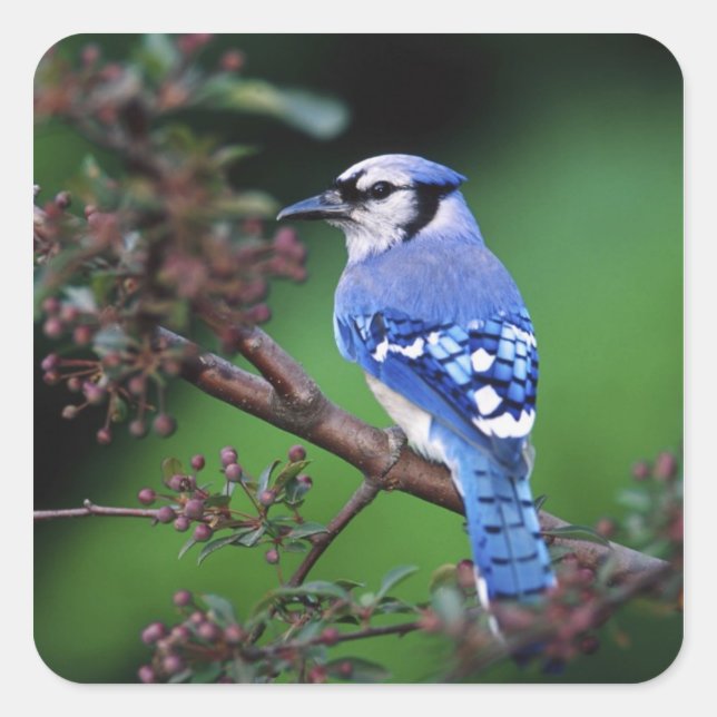 Blue Jay, Cyaoncitta cristata Quadratischer Aufkleber (Vorderseite)