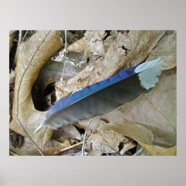 Blue Jay Feather Coordinating Items Poster (Vorne)