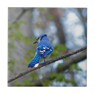 Blue Jay Fliese