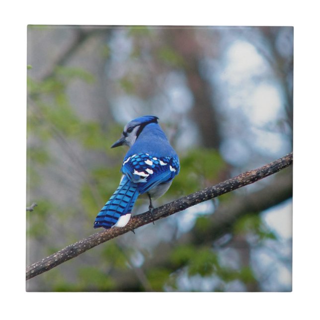 Blue Jay Fliese (Vorderseite)