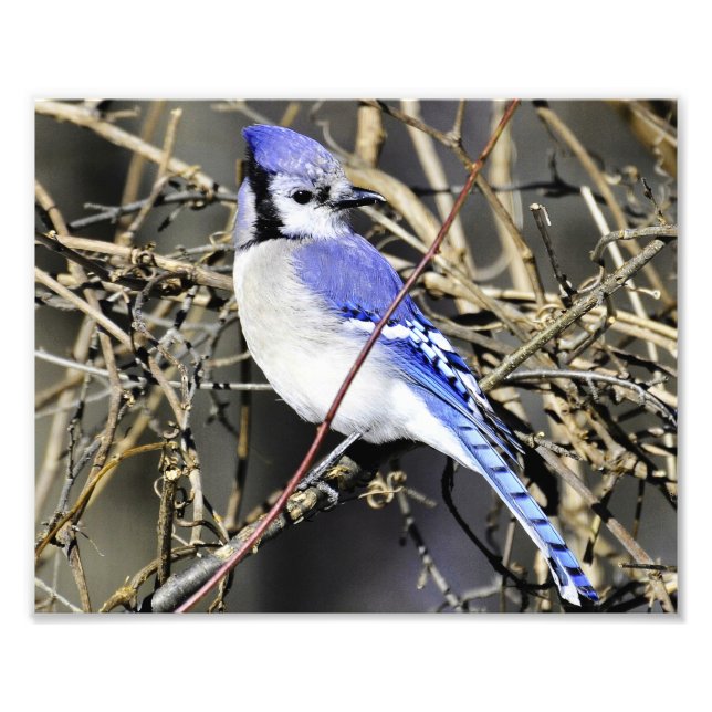 Blue Jay Fotografie Print (Vorne)