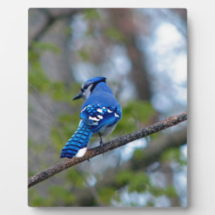 Blue Jay Fotoplatte
