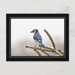 Blue Jay im Winter Postkarte
