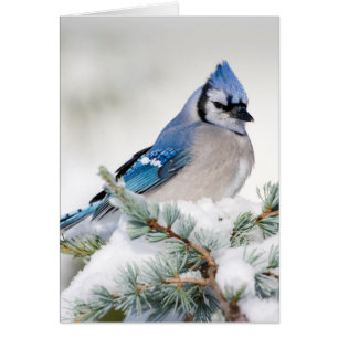 Blue Jay in Blue Atlas Cedar