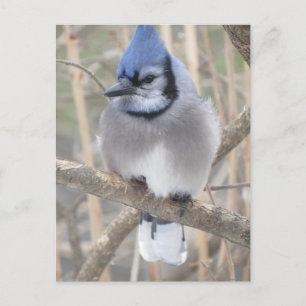 Blue Jay in Elliot Lake Postcard Postkarte