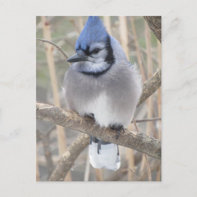 Blue Jay in Elliot Lake Postcard Postkarte (Vorderseite)