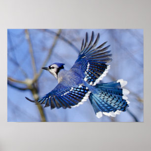 Blue Jay in Flight Poster