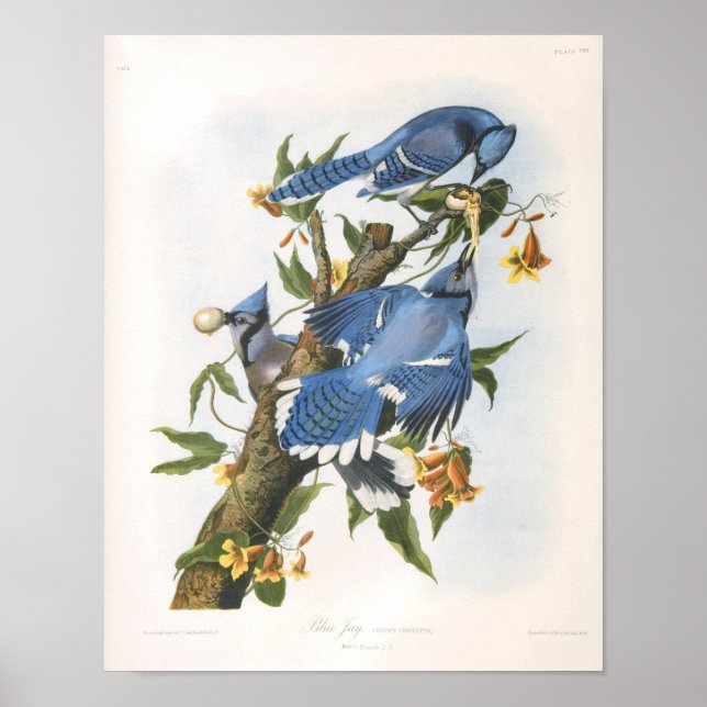 Blue Jay, John James Audubon Fine Art Poster (Vorne)