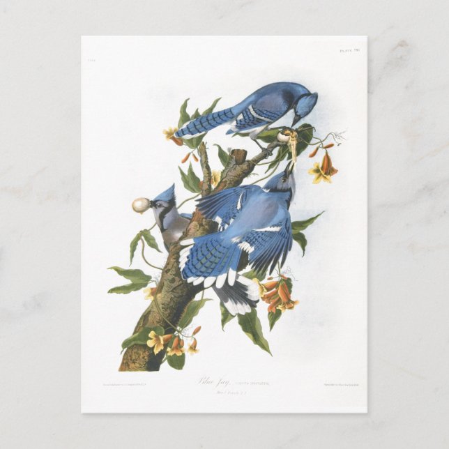 Blue Jay, John James Audubon Postkarte (Vorderseite)