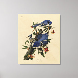 Blue Jay - John James Audubons Vögel in Amerika Leinwanddruck