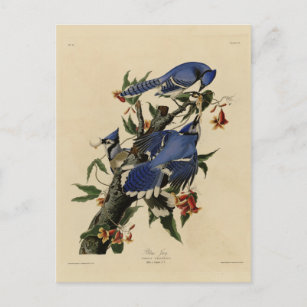 Blue Jay - John James Audubons Vögel in Amerika Postkarte