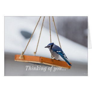 Blue Jay Lunch Denken Sie an Ihre Karte