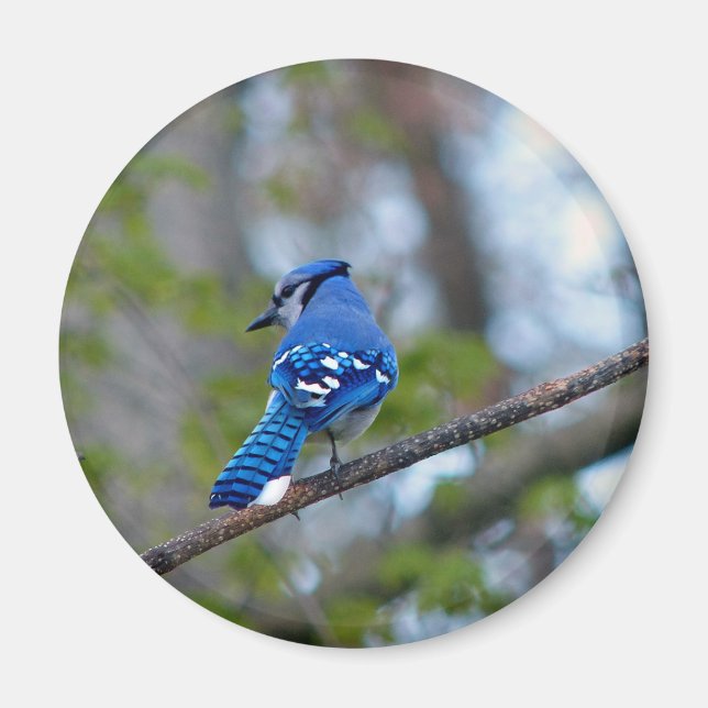 Blue Jay Magnet (Vorne)
