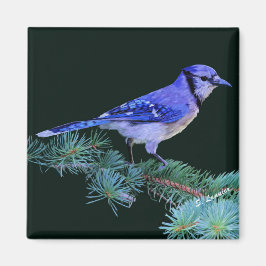 Blue Jay Magnet